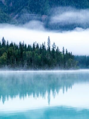body of water surrounding with trees