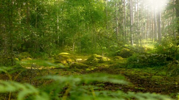 green trees on green grass field during daytime